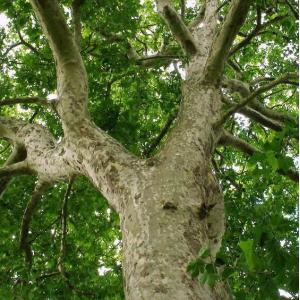 Reconnaître les arbres du Bois de Vincennes