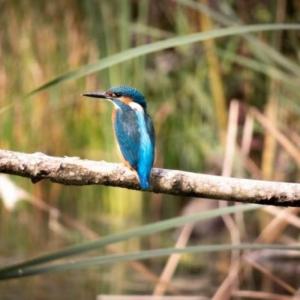 Croisière à la découverte de la biodiversité de la Marne