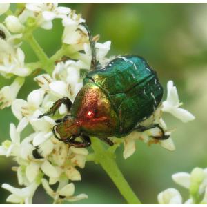 Le monde des insectes au Bois de Vincennes