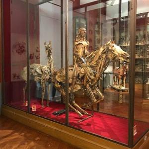 Visite guidée du Musée Fragonard de Maisons-Alfort