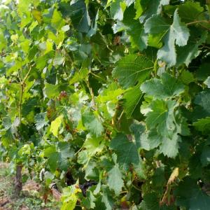 Balade - dégustation : le Plateau et les Vignes du Coteau à Champigny