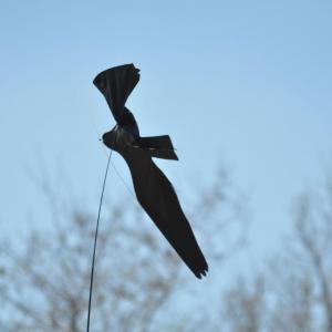 La reproduction des oiseaux dans le parc Jean Moulin des Guilands
