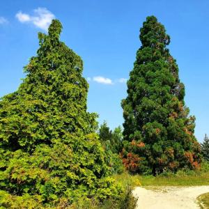 Symbolique et vertus thérapeutiques  des arbres de l’Arboretum de Paris