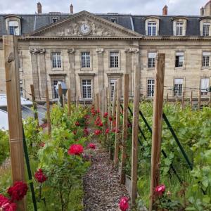 Visit the Paris rooftop vineyard, Le Marais