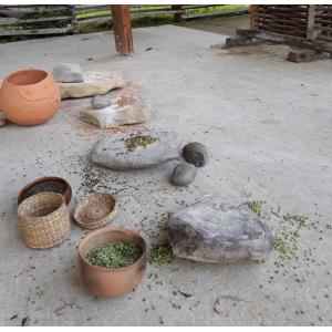 Atelier - De la graine à moudre - archéosite de la Haute-Ile