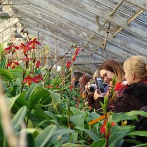 Les serres Vacherot et Lecoufle, pionniers de la culture d'orchidées