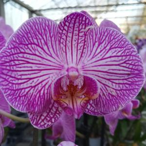 Les serres Vacherot et Lecoufle, pionniers de la culture d'orchidées