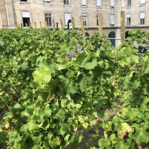 Atelier - Initiation à la viticulture sur les toits de Paris