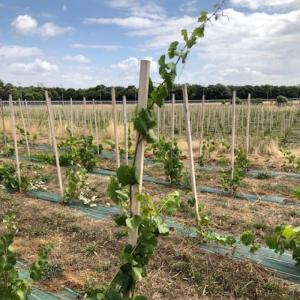 Atelier -  Conduite de la vigne au Domaine viticole de Paris Gravelle