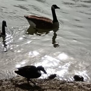 [Fête de la Nature]  Les Îles de la Marne « Réserve naturelle départementale » à Champigny-sur-Marne