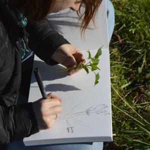 Balade dessinée, une initiation à la botanique par le dessin à Vincennes