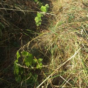 USUFRUIT, Projet d’implantation de vignes patrimoniales et expérimentales dans les anciens vergers de la plaine des vertus