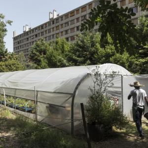 Visite des pépinières de quartier et découverte des plantes locales.