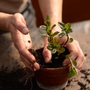 Visite des pépinières de quartier et découverte des plantes locales.