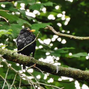 Visite guidée Ornithologique à l'île