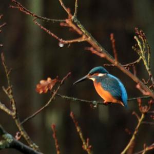 Fête de la Nature : A la découverte des oiseaux du parc de la Poudrerie