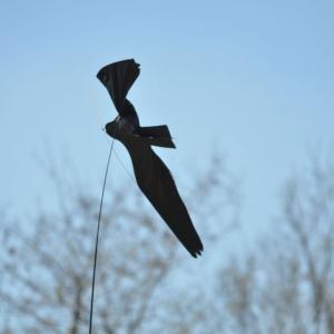 Le Chant des Oiseaux au parc de la Haute-Île