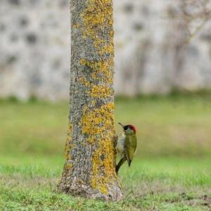 Le Chant des Oiseaux au parc de la Haute-Île