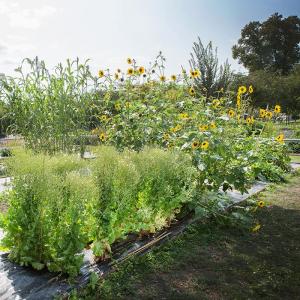 Le jardin potager Vavilov : plus ancienne banque de semences végétales au monde