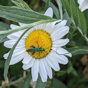 Visite d’une pépinière de quartier et découverte des plantes locales