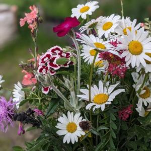 Visite d’une pépinière de quartier et découverte des plantes locales