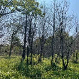 Sortie nature « La forêt face au changement climatique » | Forêt de la Grange