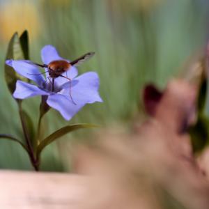 Sortie nature « Balade Nez au vent » | Forêt de la Grange