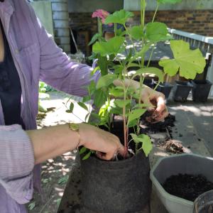 Réalisez votre jardinière de saison à la pépinière René.e à Pantin