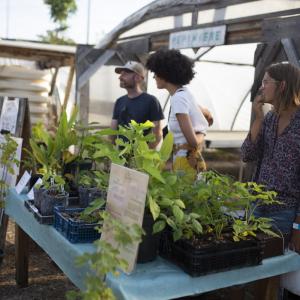 Atelier Apprenti Pépiniériste à Bobigny : Découverte du Métier de Pépiniériste Urbain