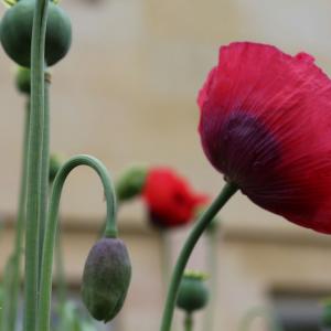 Atelier : Premiers Secours Plantes au Jardin 21