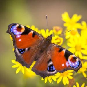 La biodiversité du quartier du parc Montsouris et les écogestes pour un sport responsable