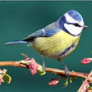 La biodiversité du quartier du parc Montsouris et les écogestes pour un sport responsable