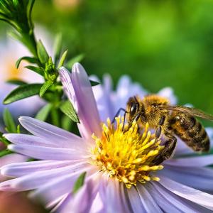 Abeille collectant le nectar sur une fleur de pissenlit. © iStock / Martin Koebsch