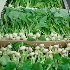 The Rungis International Market