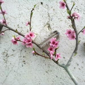 Balade Patrimoine et biodiversité des Murs à Pêches