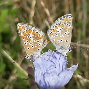 Balade Patrimoine et biodiversité des Murs à Pêches