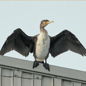 Croisière biodiversité au Port de Bonneuil-sur-Marne