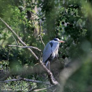 Croisière biodiversité au Port de Bonneuil-sur-Marne