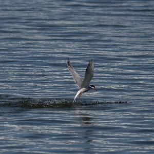 Croisière biodiversité au Port de Bonneuil-sur-Marne