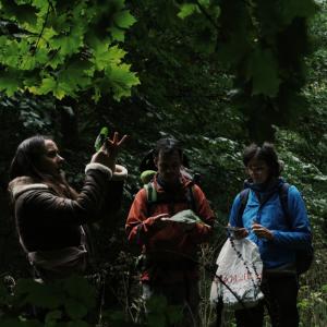 Baptême « cueillette de plantes sauvages »