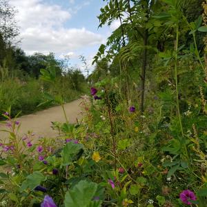 À la découverte du Bois de Charonne, tronçon de la petite ceinture récemment ouverte au public