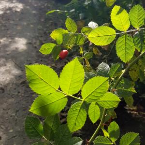 Visite gourmande au Parc de la République de Pantin