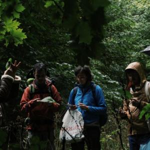 Baptême « cueillette de plantes sauvages » dans les Hauts-de-Seine