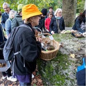 Promenade Champignons à Châtenay-Malabry