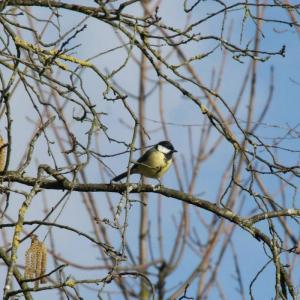 Sortie ornithologique au bois de Vincennes