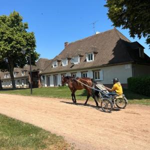 Le quotidien du cheval de course au domaine de Grosbois