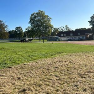 Le quotidien du cheval de course au domaine de Grosbois