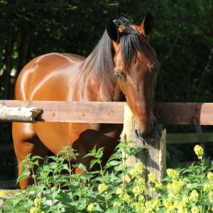 Le quotidien du cheval de course au domaine de Grosbois