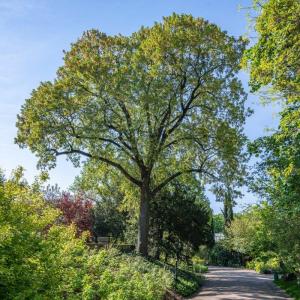 Balade naturaliste dans le quartier de Ménilmontant