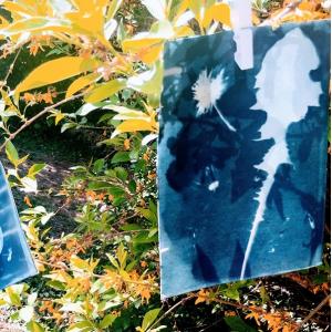 Atelier Nature & Cyanotype